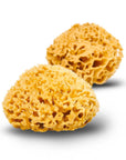 Natural Sea Sponge - Plastic Free Organic Sea Sponge