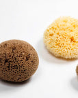 Natural Sea Sponge - Plastic Free Organic Sea Sponge