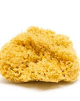 Natural Sea Sponge - Plastic Free Organic Sea Sponge