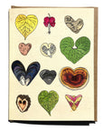 Card - Variety - Wild Life Illustration